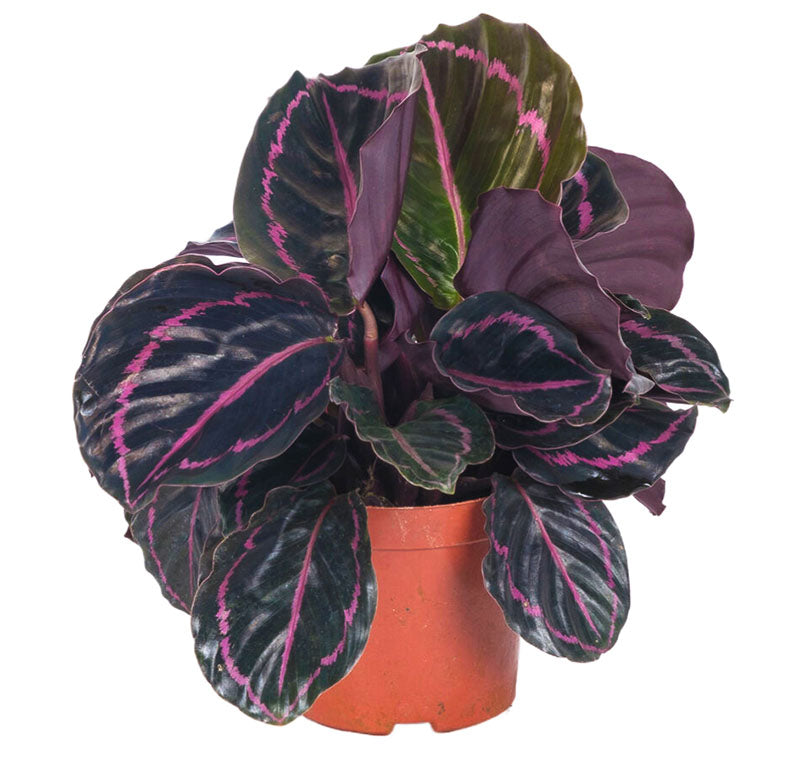 Calathea Roseopicta Dottie