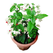 龍吐珠／垂心藤（Clerodendrum thomsoniae）
