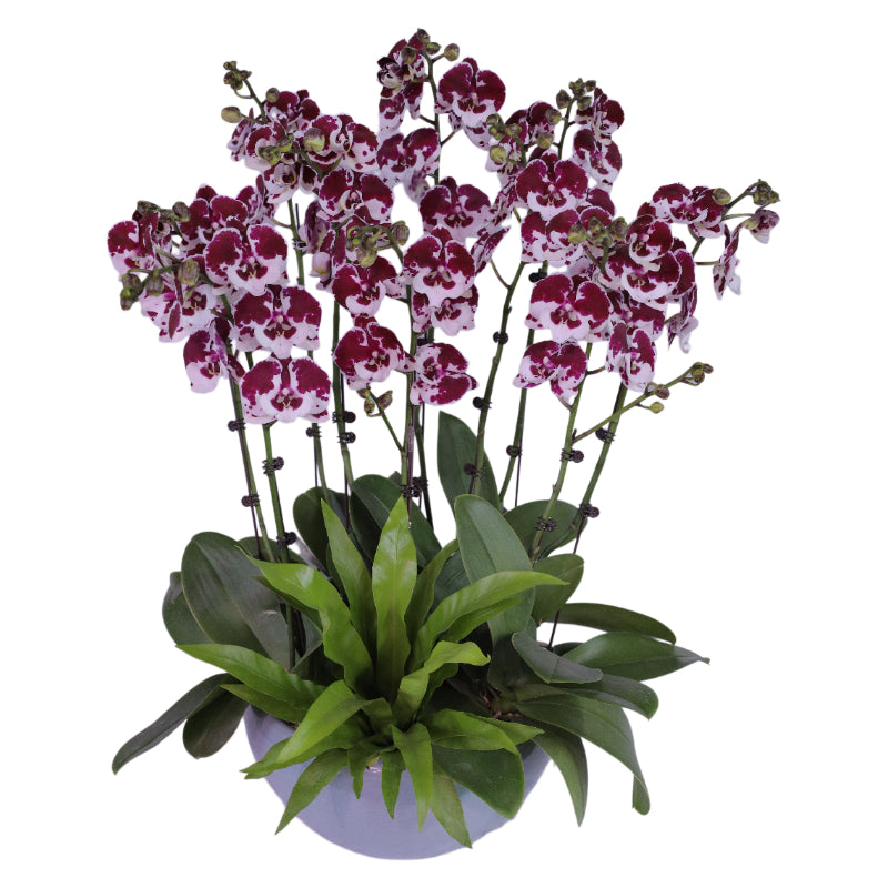 Potted Phalaenopsis Orchid - Cherry Dream · Night Whisper