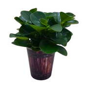 圓葉椒草／嬰兒橡膠樹（Peperomia obtusifolia）