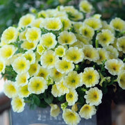 Petunia