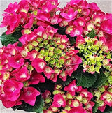 Hydrangea Macrophylla