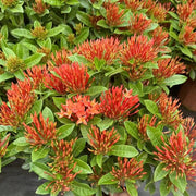 龍船花（Ixora chinensis）