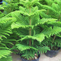 Norfolk Island Pine