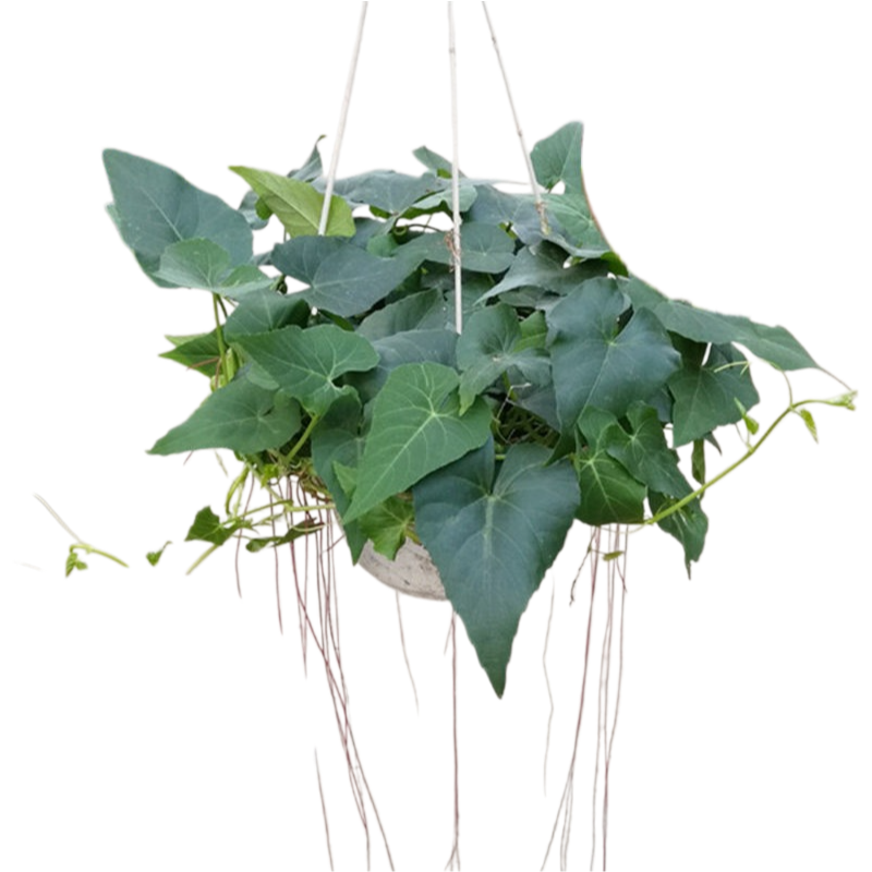 簾藤／時令藤（Cissus verticillata）