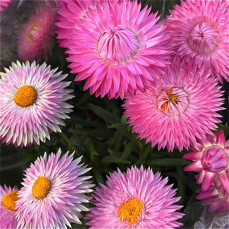 麥稈菊／臘菊（Xerochrysum bracteatum）