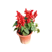 一串紅（緋紅鼠尾草）