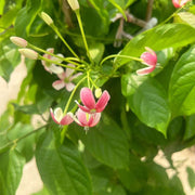 使君子／紅花藤（Quisqualis indica）