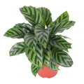 Calathea Freddie