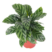 斑葉竹芋 Freddie（Goeppertia concinna 'Freddie'）