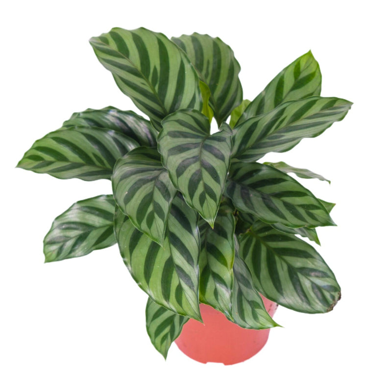Calathea Freddie