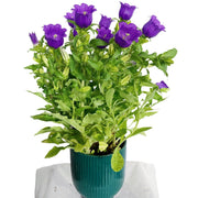 Canterbury Bells