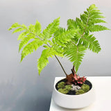 Dryopteris erythrosora (Autumn Fern)