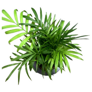 矮椰子（Cocos nucifera）