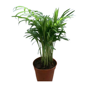 矮椰子（Cocos nucifera）