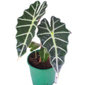Alocasia Amazonica (Elephant Ear)