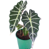 Alocasia Amazonica (Elephant Ear)