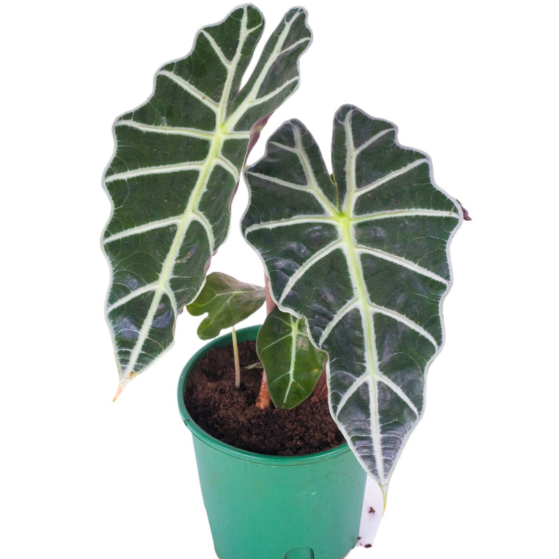 Alocasia Amazonica (Elephant Ear)