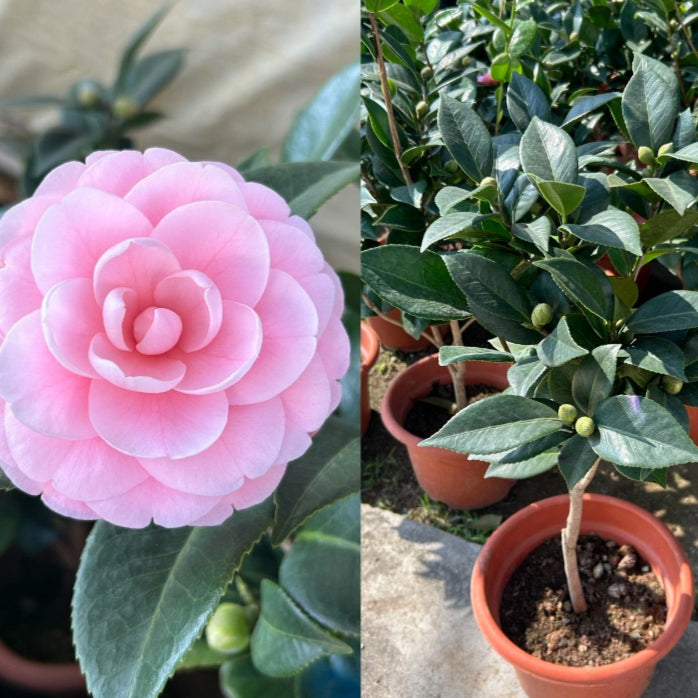 Camellia Japonica - Vibrant Blooms for Gardens and Indoors