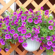 百萬小鈴「Elegans」（Calibrachoa Elegans）
