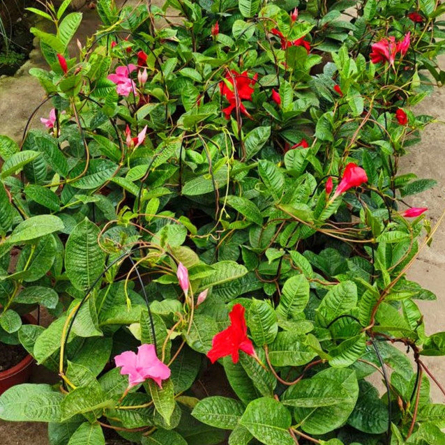 Mandevilla Flowering Vine for Outdoor Spaces