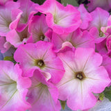Petunia