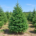 China-Grown Live Christmas Tree