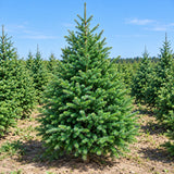 China-Grown Live Christmas Tree
