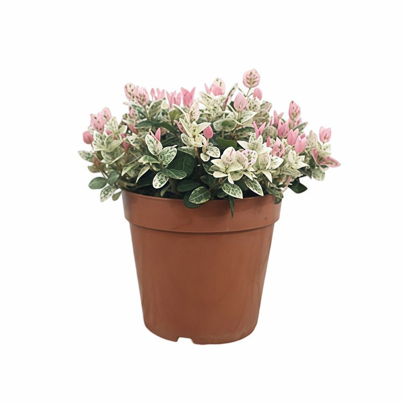 Tricolor Jasmine