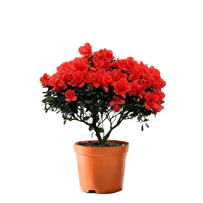 Rhododendron hybridum Hot