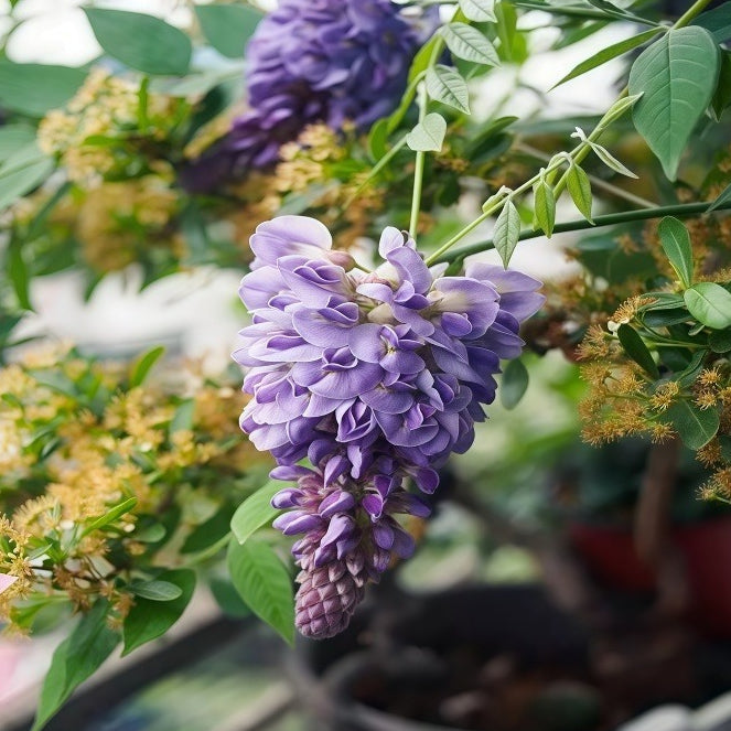 Chinese Wisteria Climbing Plant for Elegant Gardens
