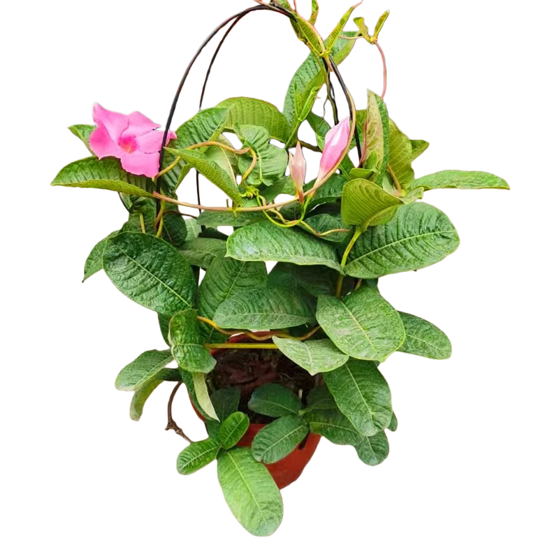 Mandevilla Flowering Vine for Outdoor Spaces