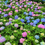 大葉繡球花（Hydrangea macrophylla）