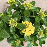 龍船花（Ixora chinensis）