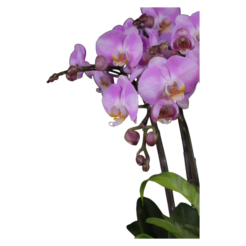 Phalaenopsis Orchid Potted Plant - Delicate Beauty