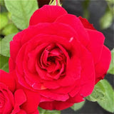Rose-Mini