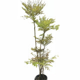 Nandina Domestica Thunb