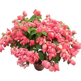 Mussaenda Philippica