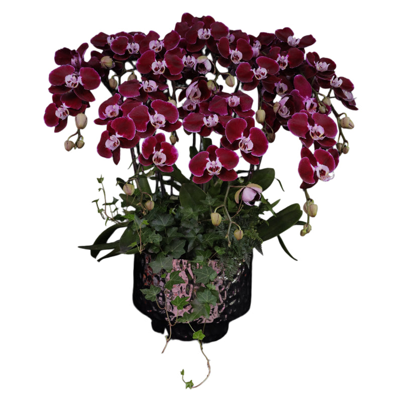 Phalaenopsis Orchid Arrangement - Spotted Art Phantom Shadow
