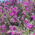 Leucophyllum frutescens (Texas Sage)