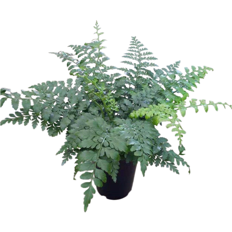 Nephrolepis Exaltata 'Jim'(Bracken Fern)