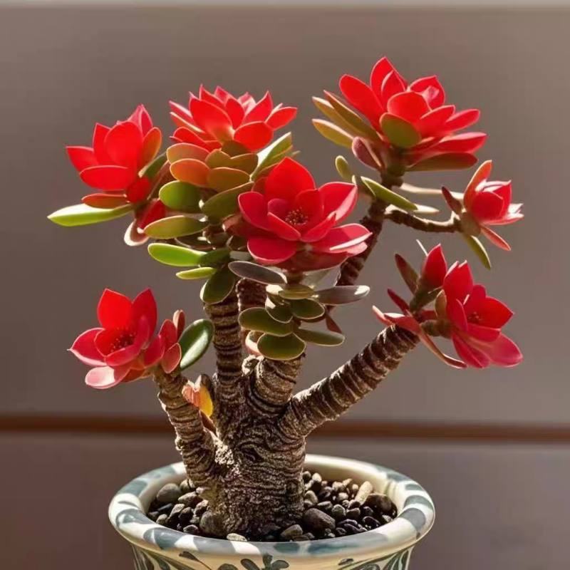 Succulent Money Tree Bonsai