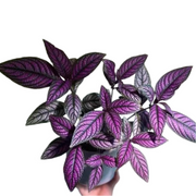 波斯紅草