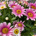 Marguerite Daisy