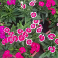 Dianthus