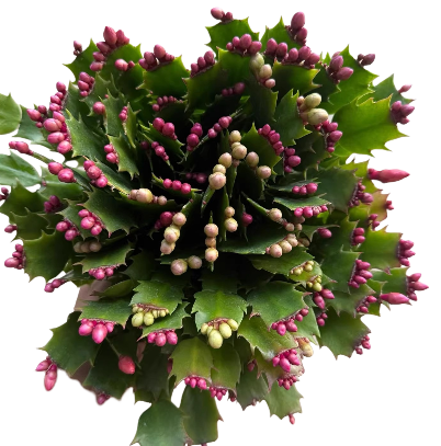 Schlumbergera Truncata