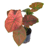 花葉芋／彩葉芋（Caladium bicolor）