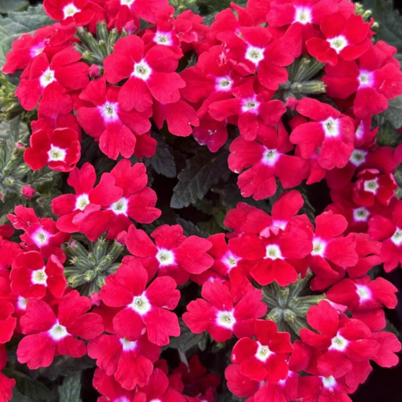 Glandularia × Hybrida