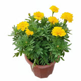 Tagetes Erecta (African Marigold)