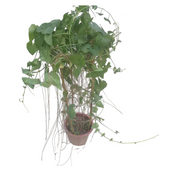 簾藤／時令藤（Cissus verticillata）